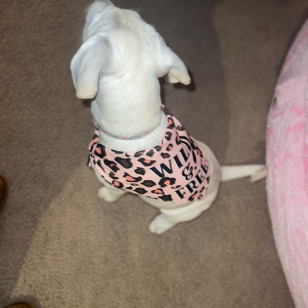 Dog scarf